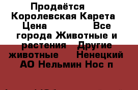 Продаётся!     Королевская Карета › Цена ­ 300 000 - Все города Животные и растения » Другие животные   . Ненецкий АО,Нельмин Нос п.